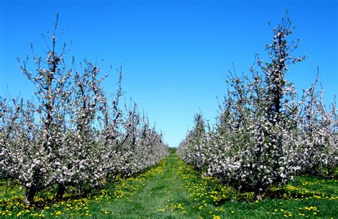 Choose fruit tress for your design that are complimentary to your overall look and feel, in both size and blooming colors. ברכת האילנות | The Blessing of Flowering Fruit Trees in ...