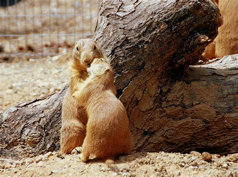 Meerkats Or Prairie Dogs Mating Season 1 Persuation The Flickr