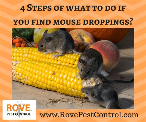4 Steps Of What To Do If You Find Mouse Droppings Rove Pest Control