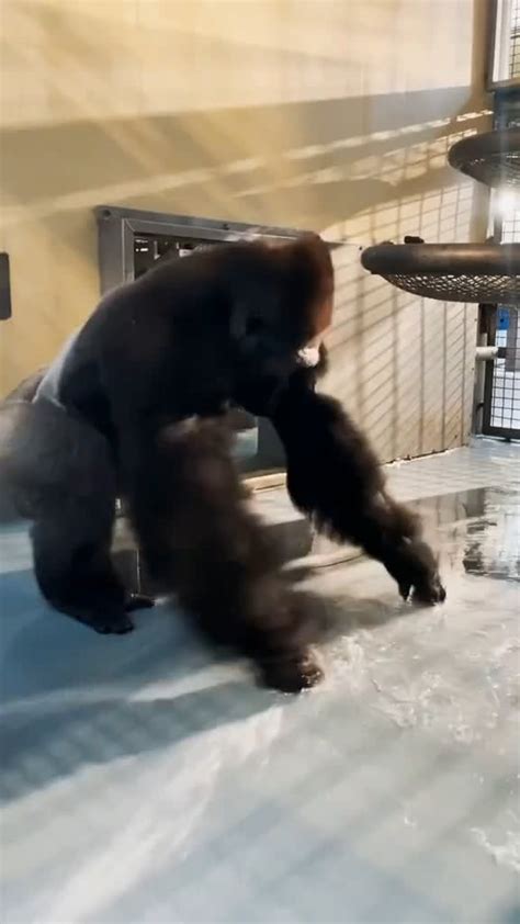 Gorilla Shows Off His Dance Moves