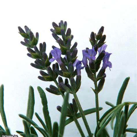 Grosso Lavender Hgtv