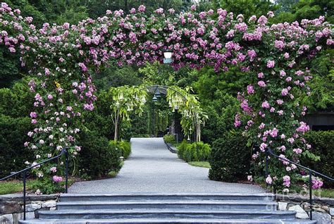 Longwood Rose Arbor Photograph By John Greim Fine Art America