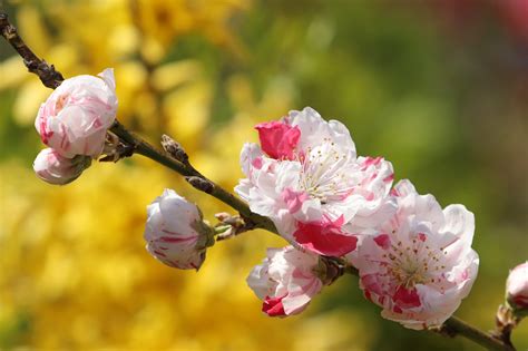 Cherry Blossom Fold Spring Free Photo On Pixabay Pixabay