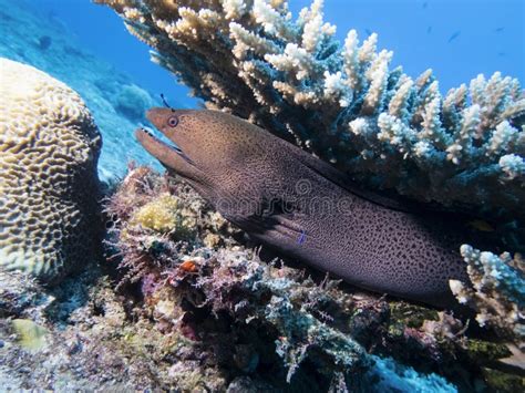 Moray Eel Under A Coral On A Reef At The Bottom Of The Indian Ocean