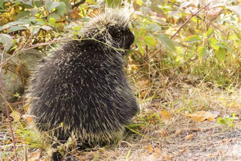 Porcupines In Our Region Winter Lecture Series At Suny New Paltz