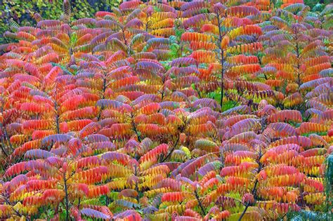 The Colors Of Sumac By Lukas Jonaitis On 500px Color God Artwork Sumac
