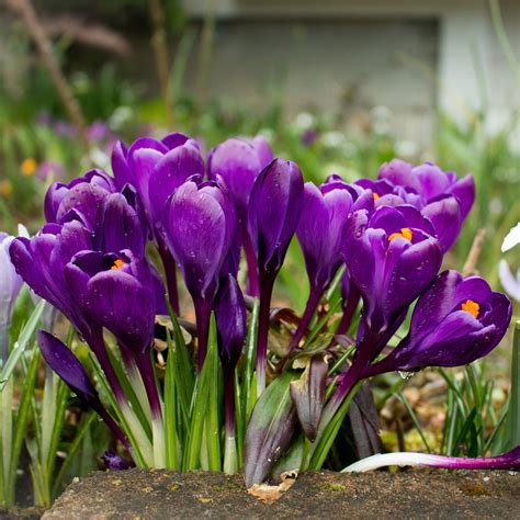 50 Crocus Bulbs Purple Flower Record Spring Large Flowering Crocus