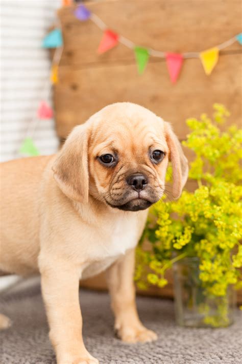 Adorable Puggle Puppies - Kellys Kennels
