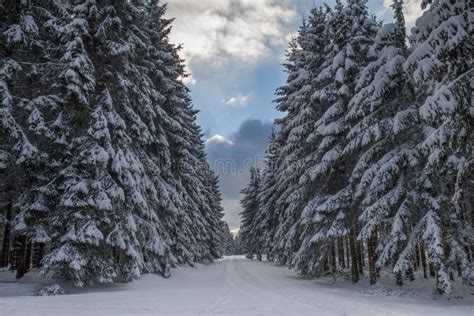 Snowy And Cold Winter Forest Stock Image Image Of Area Coniferous