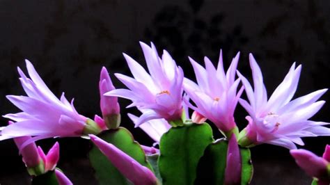 Update On My Beautiful Flowering Easter Cactus Plant Youtube