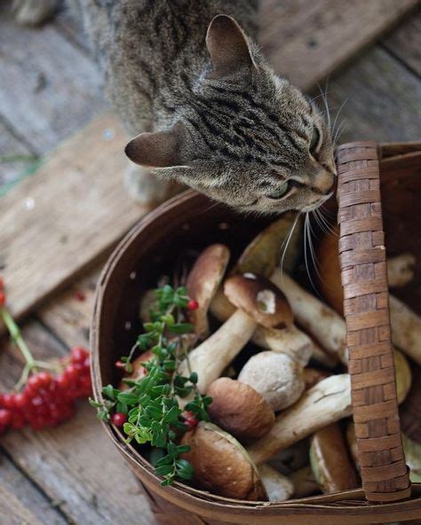 The wild mushroom can trigger. Can Cats Eat Mushrooms? Are Mushrooms Safe For Cats ...