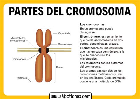 Imagen Del Cromosoma Y Sus Partes Dinami