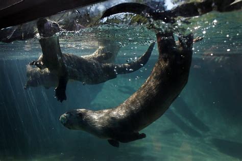Oakland Zoos Baby River Otters Make A Splash