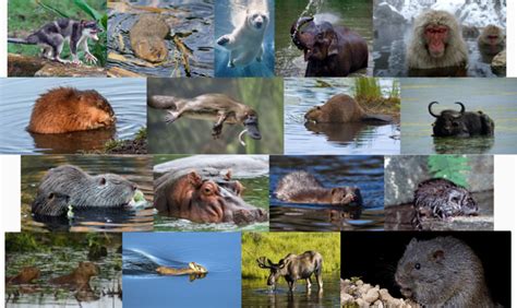 Semi Aquatic Mammals Quiz By Tasi