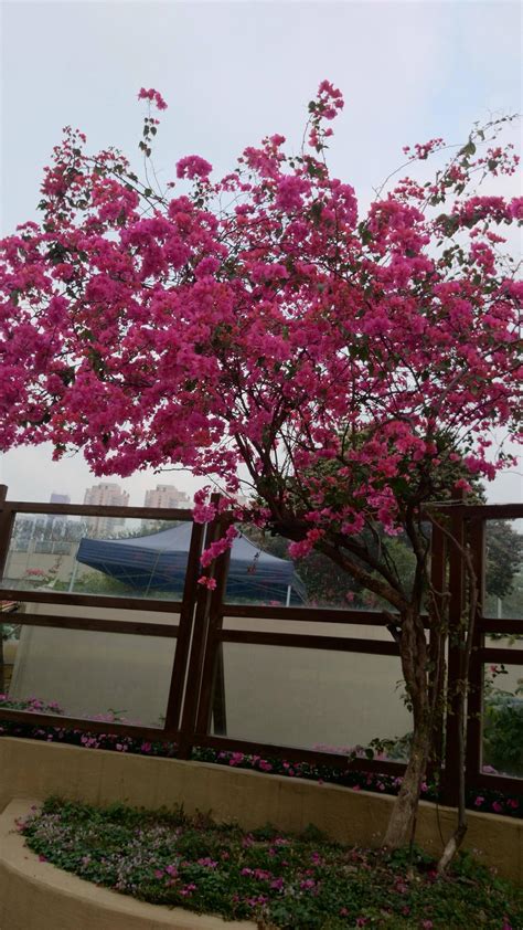 Use this key to identify these trees. identification - What is the name of this flowering tree ...