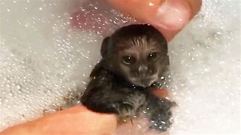 Baby Monkey Taking A Bath Funny Smart Monkey Video 2021 Youtube