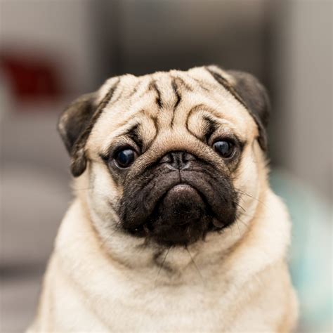 Why Do Pugs Shed So Much