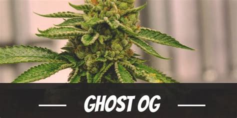 Ghost Og Cannabis Strain Information And Review Updated 2024