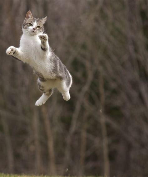 Flying Cat Jumping Cat Cute Cats Dancing Cat