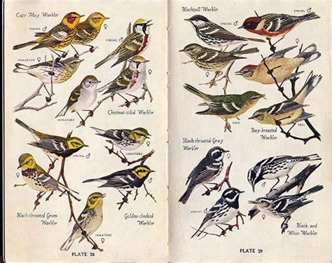 Birds Of North America Book Audubon National Audubon Society Field