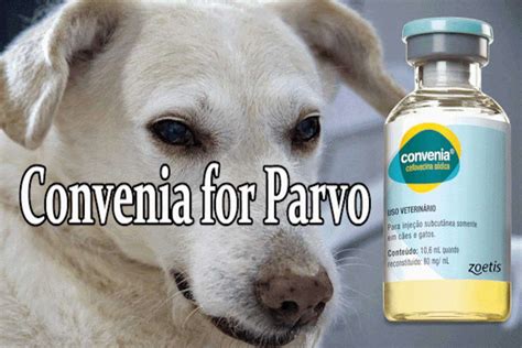 Convenia Injection For Dogs With Parvovirus Treatment Antibiotics For