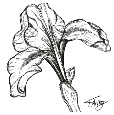 Iris Flower Drawing Flower Drawing Drawings Iris Flowers