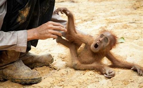 Most of these funny photo editing is of parents and their kids. Baby Orangucage | Nic Cage as Everyone | Know Your Meme