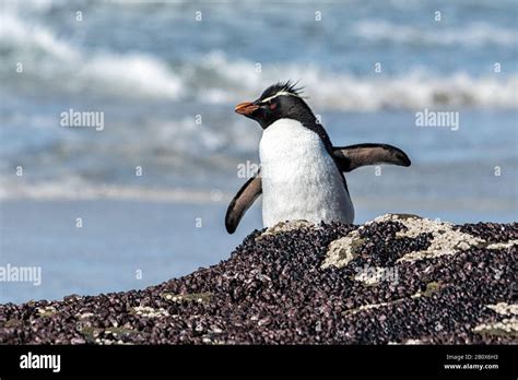 Pingüino Del Sur De Rockhopper Eudyptes Chrysocome Chrysocome
