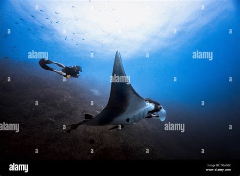 Giant Oceanic Pacific Manta Ray Glides By Male Diver Revillagigedo