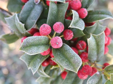 How To Winterize A Holly Bush What To Do With Holly In Winter