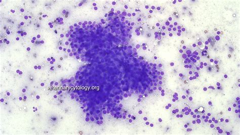The Atlas Of Cytology And Haematology Cases Veterinary Cytology
