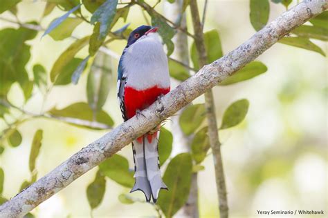 Cuban Trogon Cubas Colorful National Bird Whitehawk Birding Blog