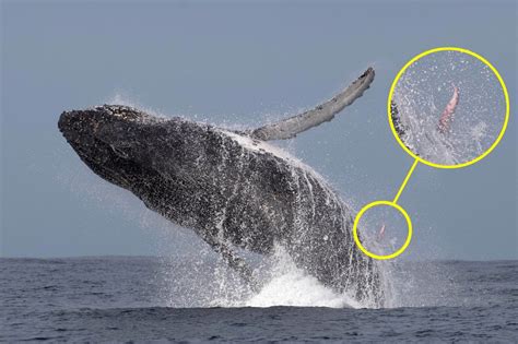 Whale Watching Holiday Maker Captures One In A Million Shot Of Humpback
