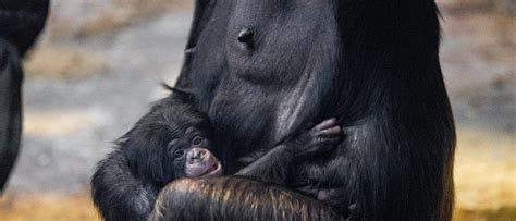 Critically Endangered Chimpanzee Born At Chester Zoo Offers New Species