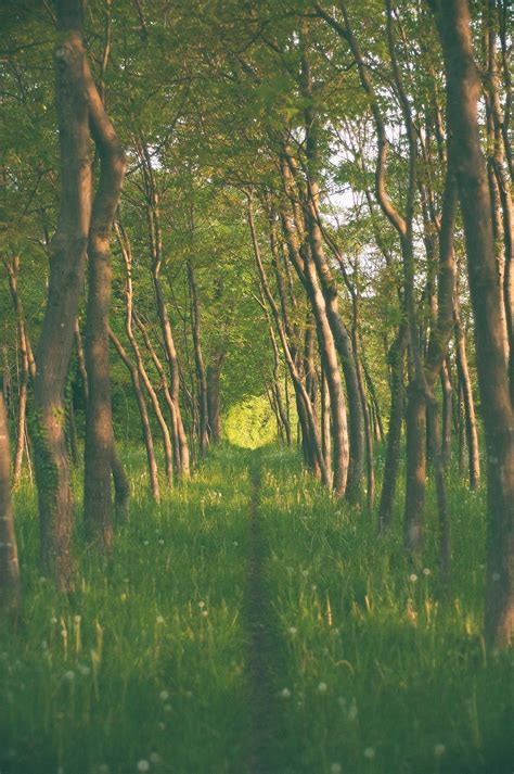 Free Images Tree Nature Forest Path Outdoor Swamp Wilderness