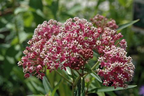 The setting is innocent of civilization. Cinderella Milkweed (Asclepias incarnata 'Cinderella') in ...