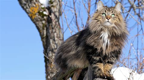 Norwegian Forest Cats Pet Health Insurance And Tips