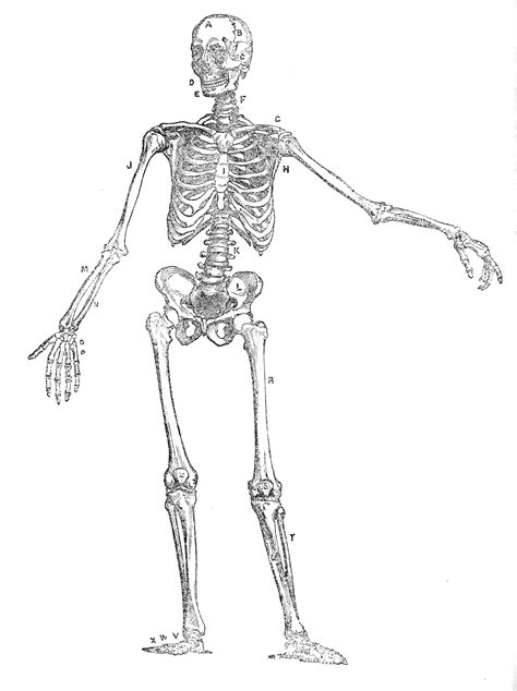 Vintage Human Anatomy Illustration Skeleton Front View Free Vintage