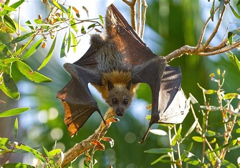 Aussie Flying Foxes Travel Remarkable Distances New Study Finds
