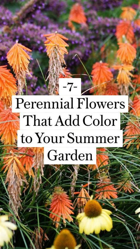 7 Perennial Flowers That Add Color To Your Summer Garden Flowers