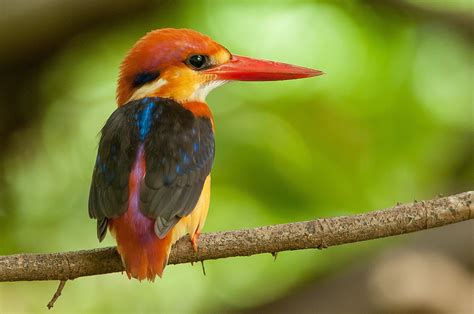 Download Black Backed Dwarf Kingfisher Branch Colorful Bird Animal