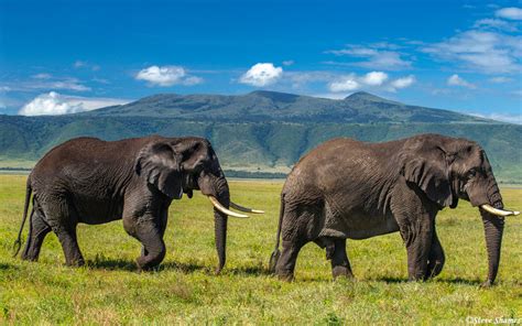 Big Bull Elephants Ngorongoro Crater Tanzania 2019 Steve Shames