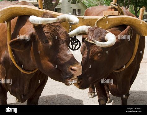 Pair Of Oxen Yoked Together Stock Photo Alamy