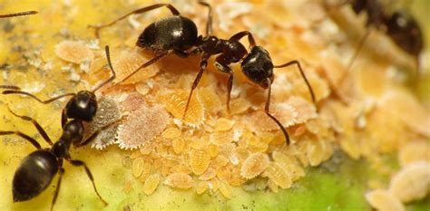Til That Some Queen Ants Can Live For Almost 30 Years While Male Ants