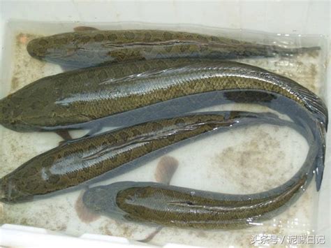 我以前也是一直用雅虎天气，颜值比较高，每天都会从 flickr 调用图片，自动调节背景。 但是近几个月发现，雅虎天气数据似乎没有 weather channel 准确。 weather pro 用了将近 4 年，数据应该算很准了，最不推荐雅虎天气，当然其 app 做的很不错. 泥鰍池塘有它們 千萬得當心 - 每日頭條