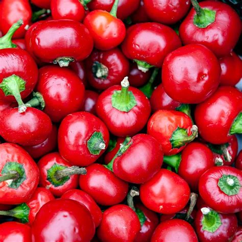 hot pepper seeds red cherry hots