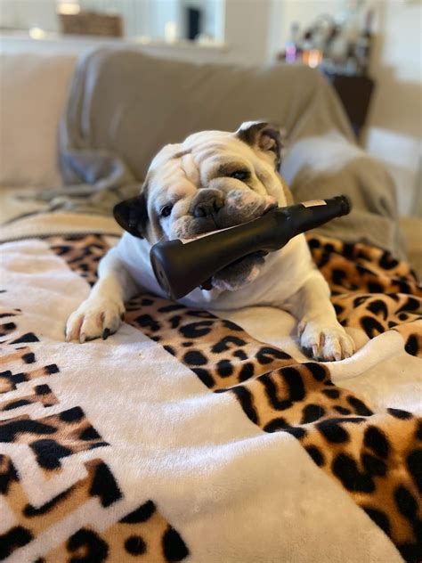 Support austin bulldog rescue during #ilivehereigivehere on march 5, 2020. Rolo - Austin Bulldog Rescue