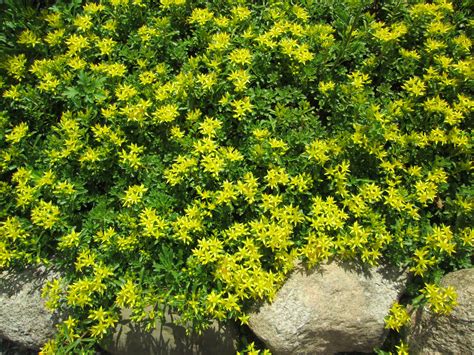 What Is The Best Ground Cover For Full Sun 14 Drought Tolerant