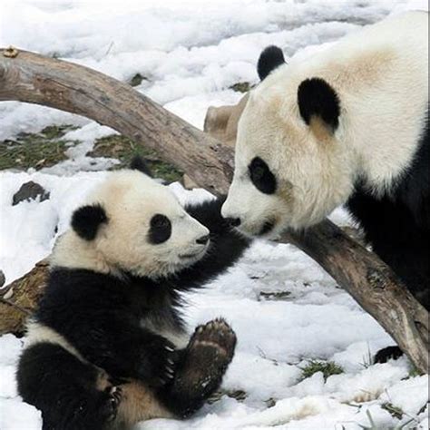 20 Amazing Baby Panda Pictures Wpjuices