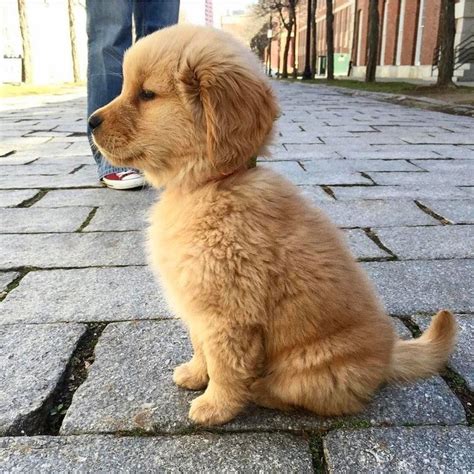 Maybe you would like to learn more about one of these? THE GOODEST BOY | Hundebabys, Retriever welpen, Hunde